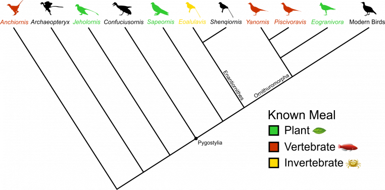 Figure 1. Simplified family tree of birds. All seven fossil birds with meals fossilised in their stomachs are colour coded. The other 150+ named species of Mesozoic birds do not preserve any meals. Image credit: Case Vincent Miller & Michael Pittman, silhouettes from phylopic.org.
 